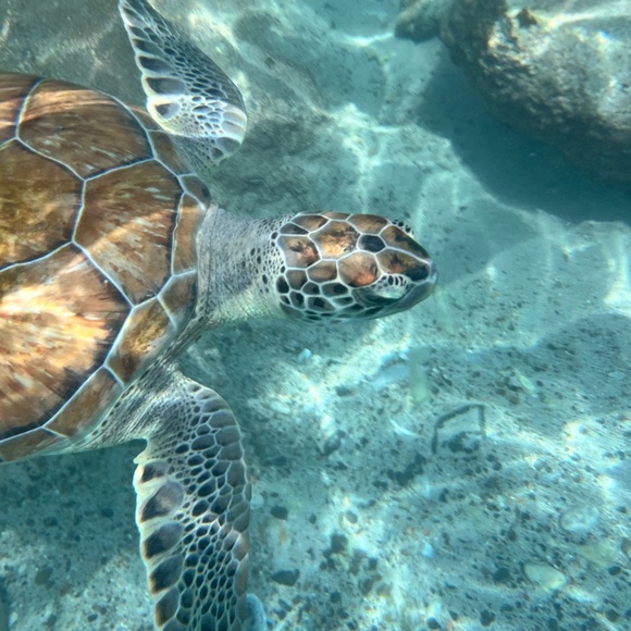 Meet your Posher, Morgan - Picture 2 of 9